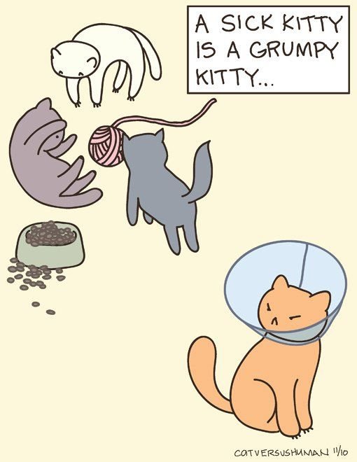 Котик болеет