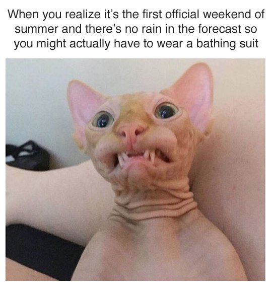 Смешные сфинксы