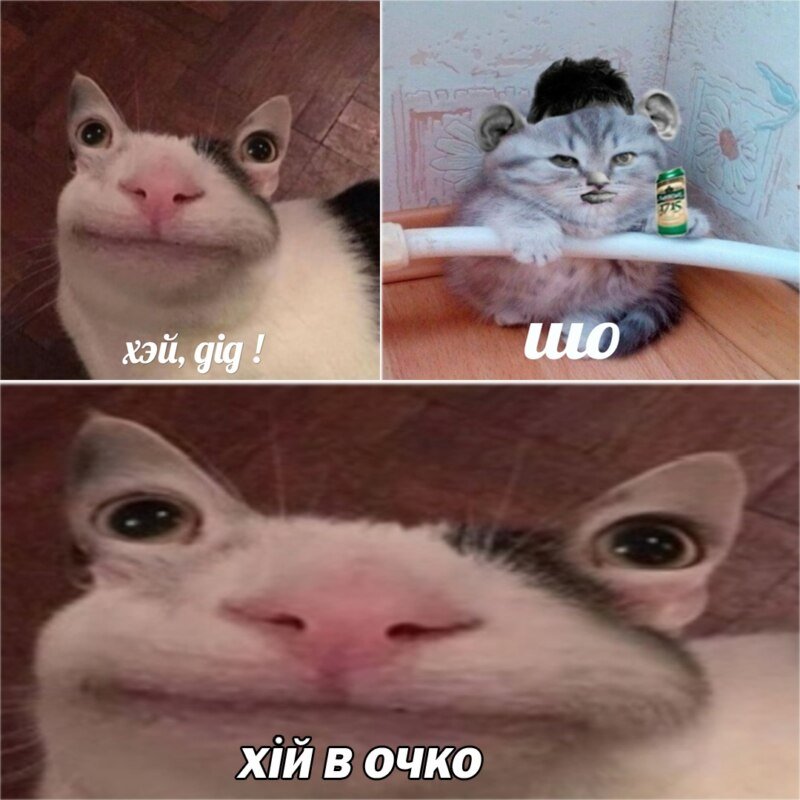 Мемы с котятами