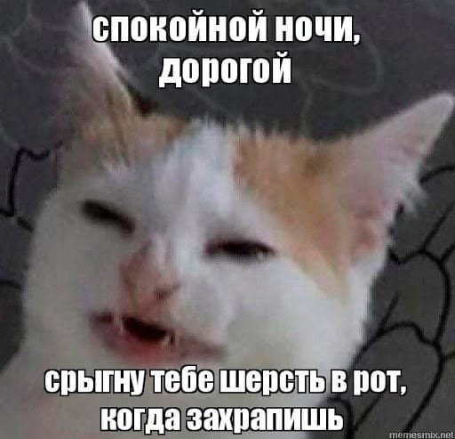 Мемы с котами спокойной ночи