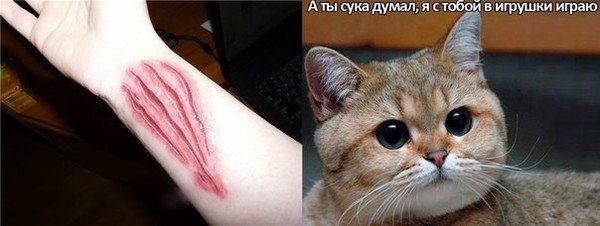 Кошачьи страдания