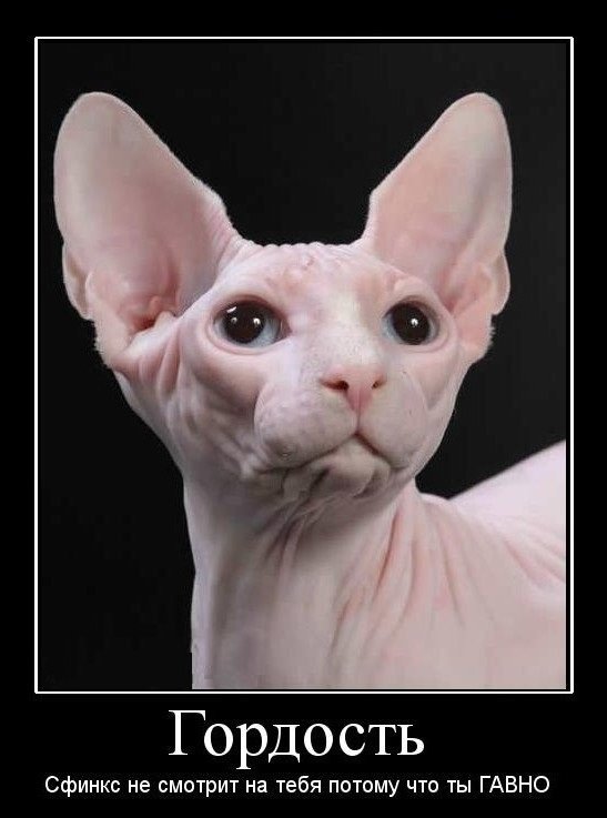 Лысые коты мемы