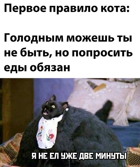 Голодный кот прикол