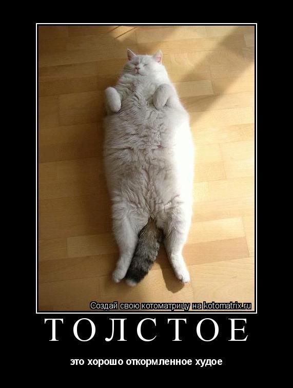 Толстый кот