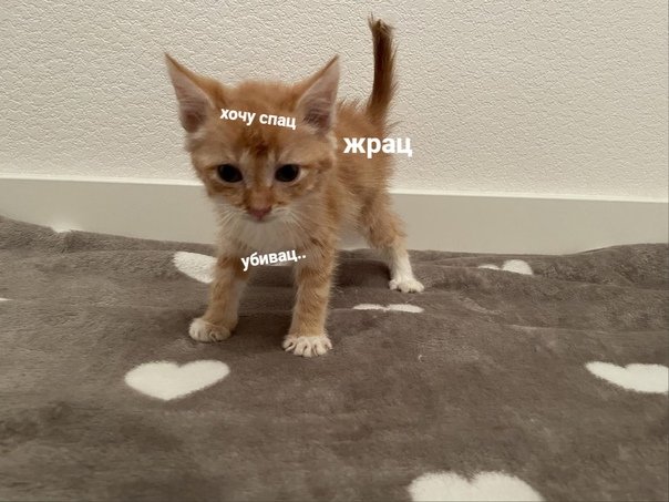 Котеночек проснулся потный голодный и злой