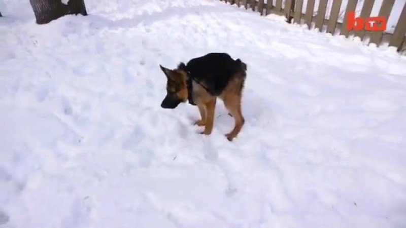 Собака сутулая немецкая овчарка