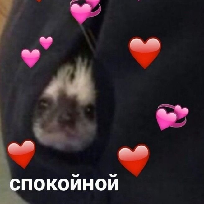 Котик с сердечком