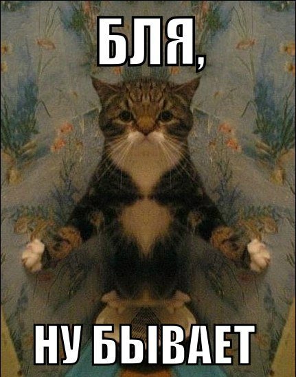 Коты для ВП