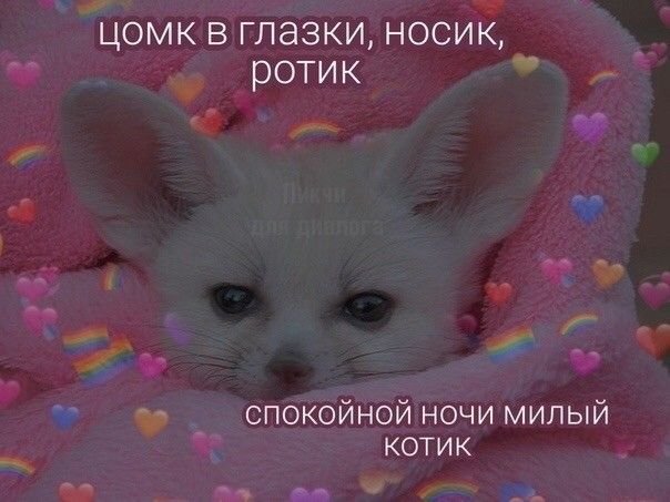 Пикчи сладких снов с котиками