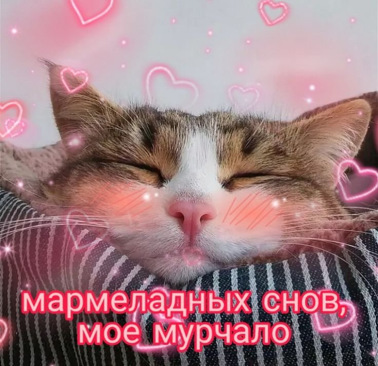 Спокойной ночи кот с сердечками