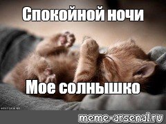 Спокойной ночи солнышко котик