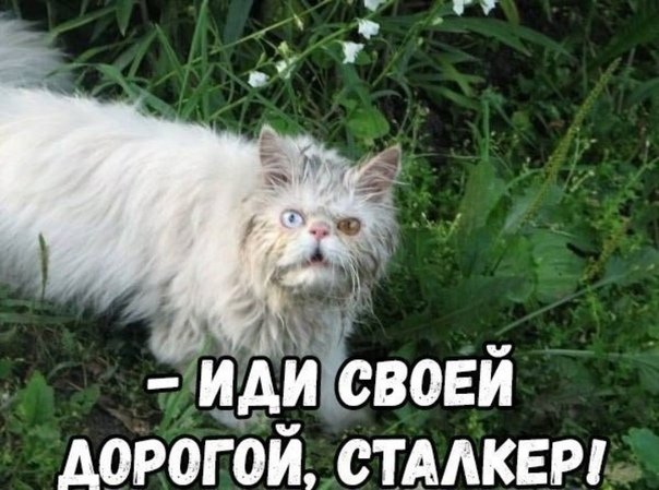 Иди своей дорогой сталкер Мем