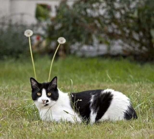 Удачный Кадр кошки