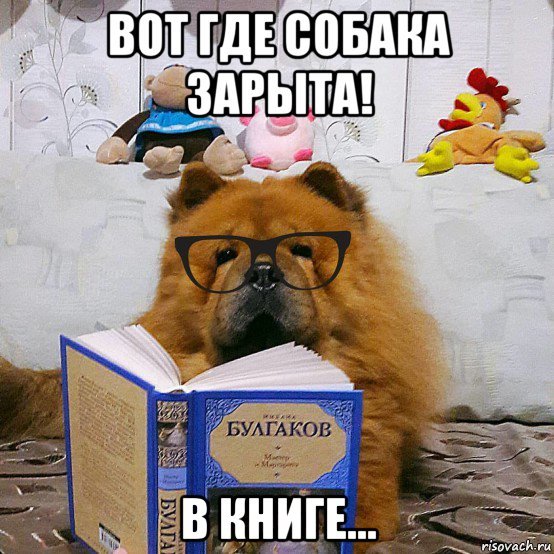 Собака порылась