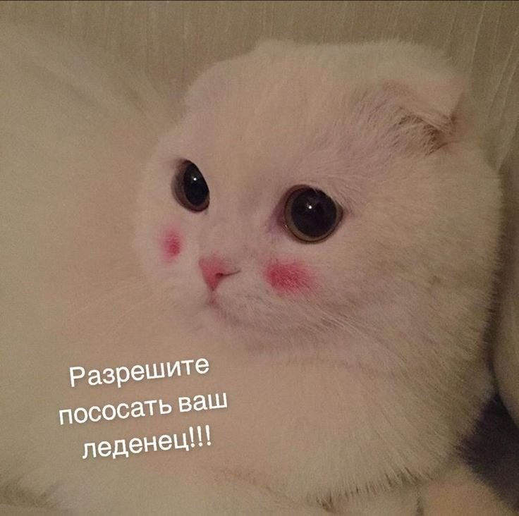 Милые котики с розовыми щечками