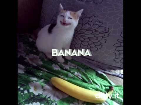 Кот с бананом оригинал
