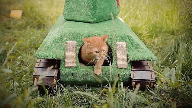 Кошка в танке