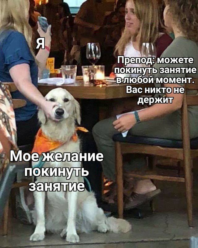 Золотистый ретривер