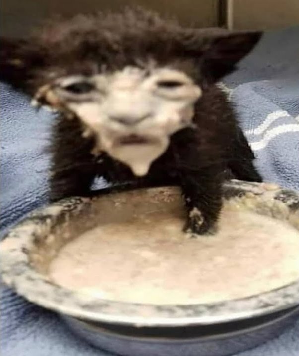 Кот в сметане Мем