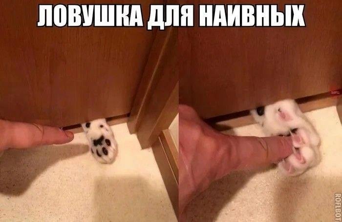 Кот лапкой под дверью