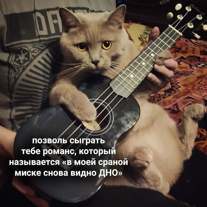 Кот с гитарой