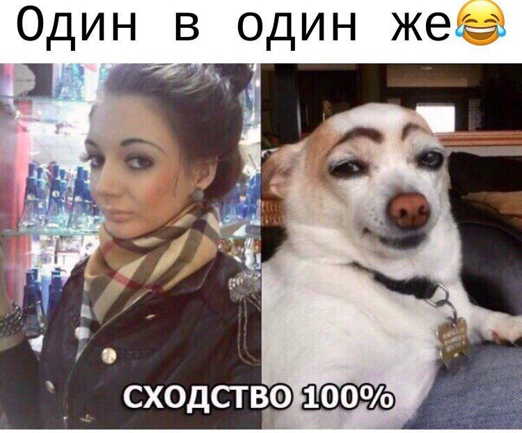 Собака с накращеными брлмями