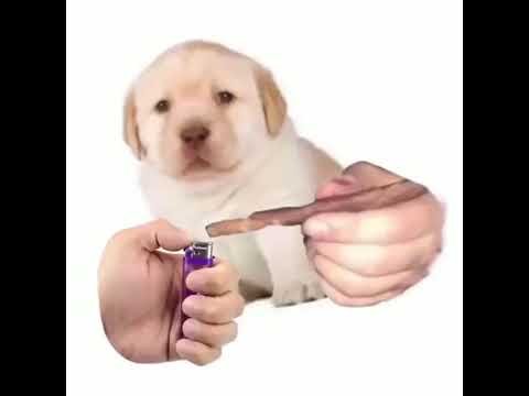 Quieres Мем с собакой