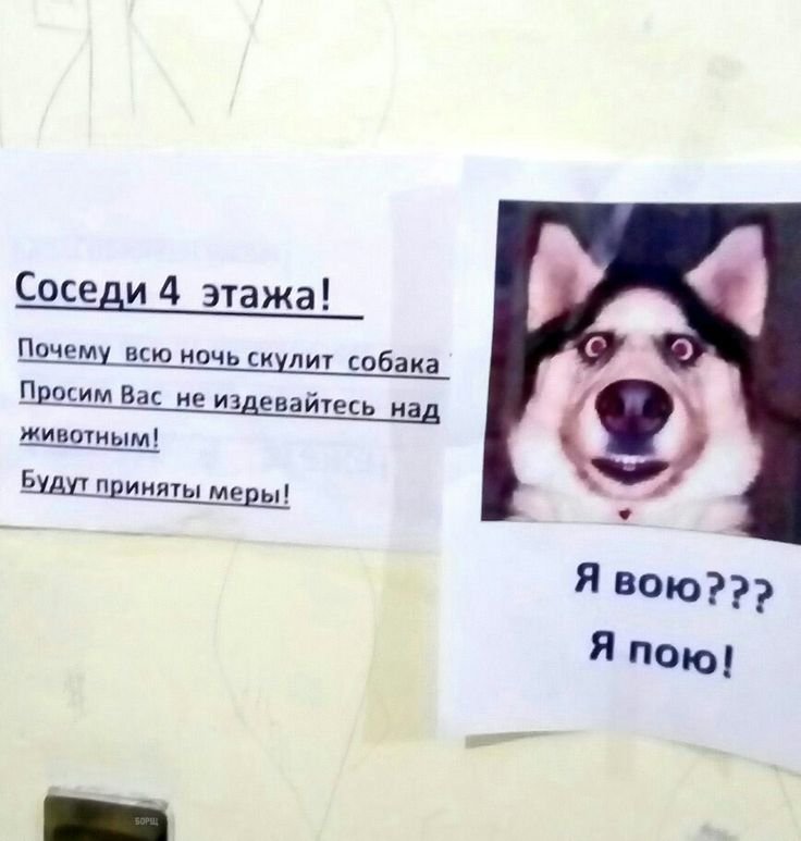 Смешные объявления про собак