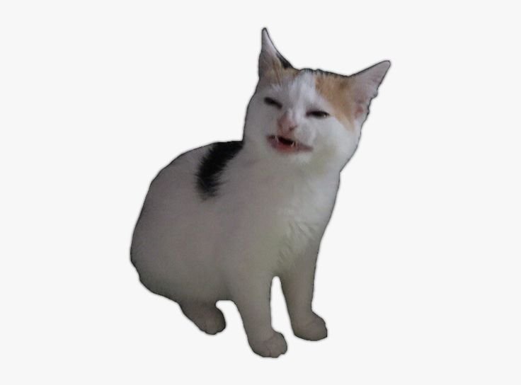 Стикеры кошки на прозрачном фоне