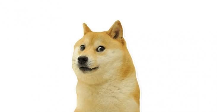 Сиба ину доги