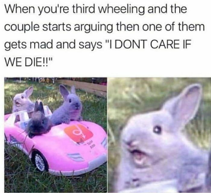 Мем с кроликом в машине