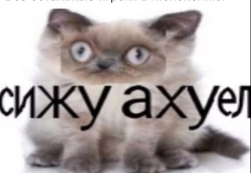 Мемы с котиками