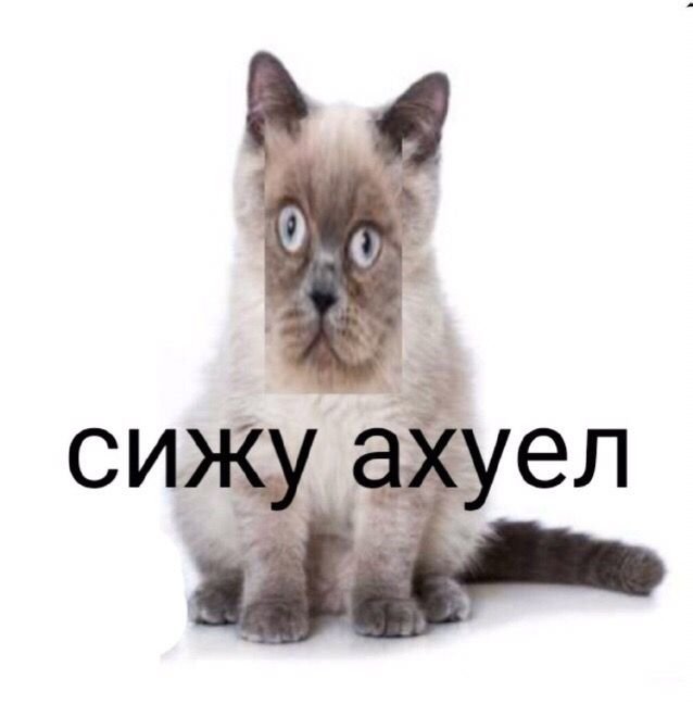 Котенок Мем
