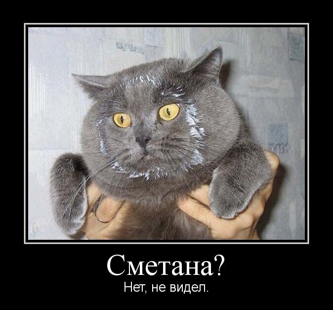 Сметана смешные картинки