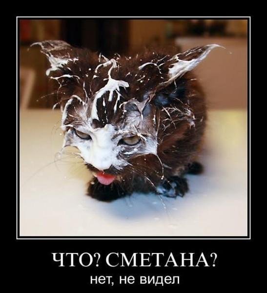 Котенок морда в сметане