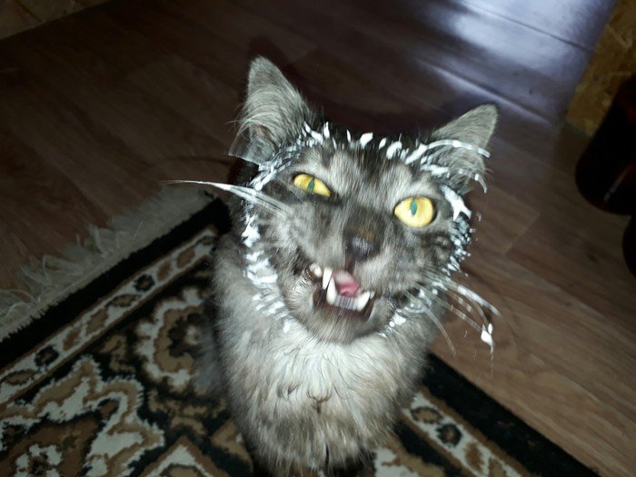 Кот измазанный в сметане