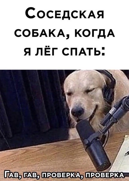 Собака не выспалась