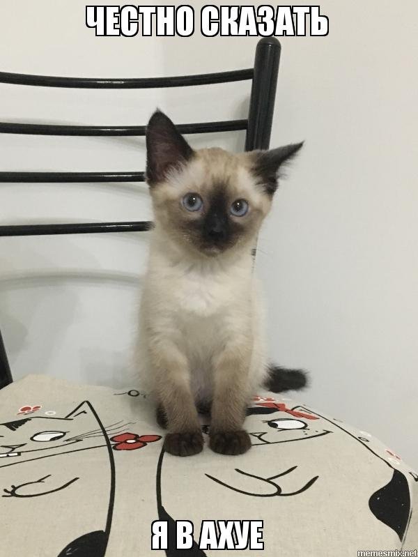 Обалдеть Мем с котом