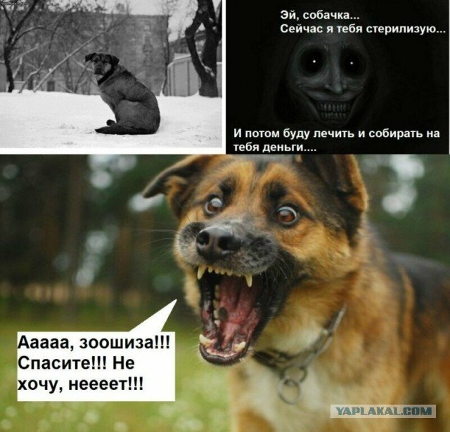 Шутки про зоозащитников