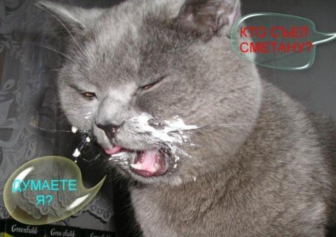 Кот с мордой в сметане