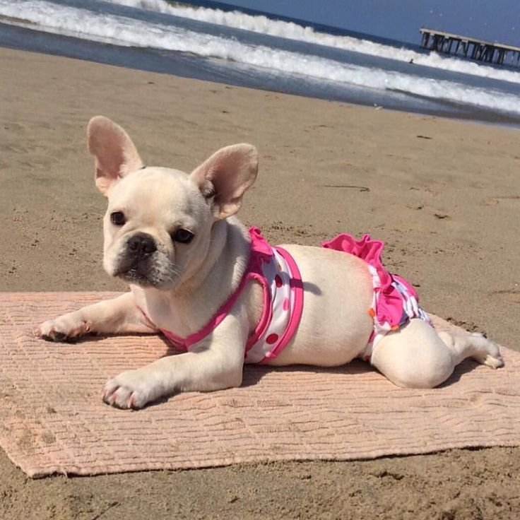 Собака в купальнике