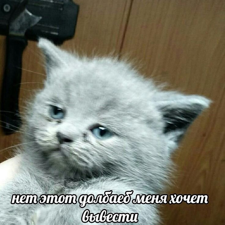 Всратый котенок