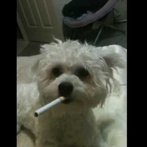 Щенок с сигаретой