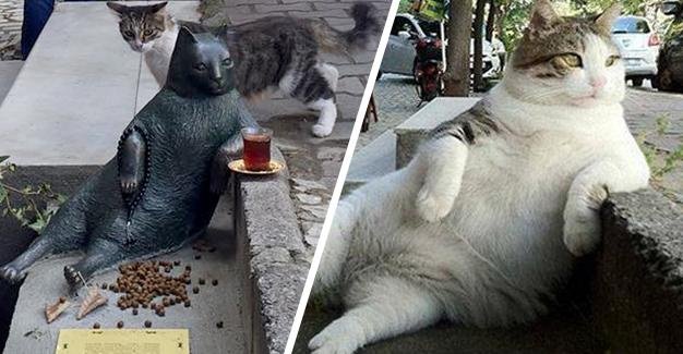 Стамбульский кот Томбили