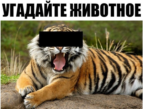 Мемы про животных