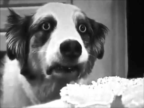 Собака флэшбэк Вьетнам