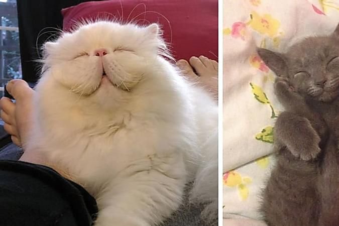 Котенок смущается