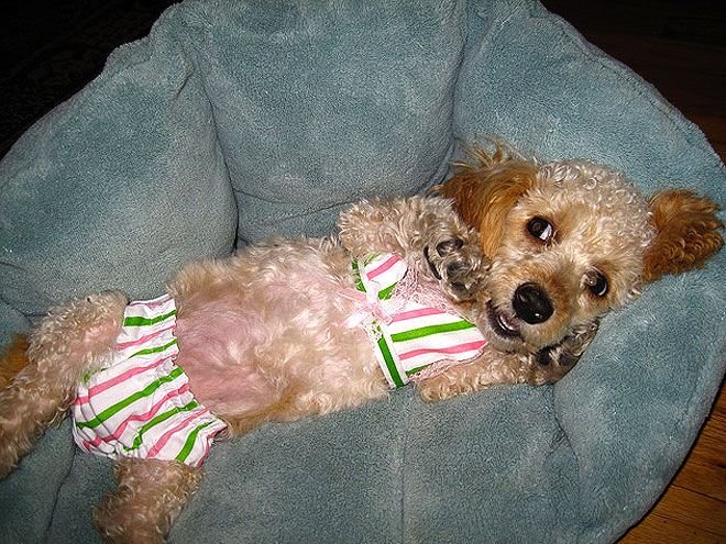 Собака в лифчике