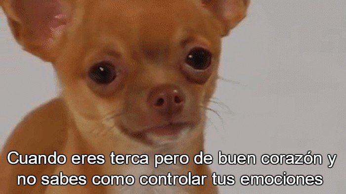 Собачка с прищуренными глазами