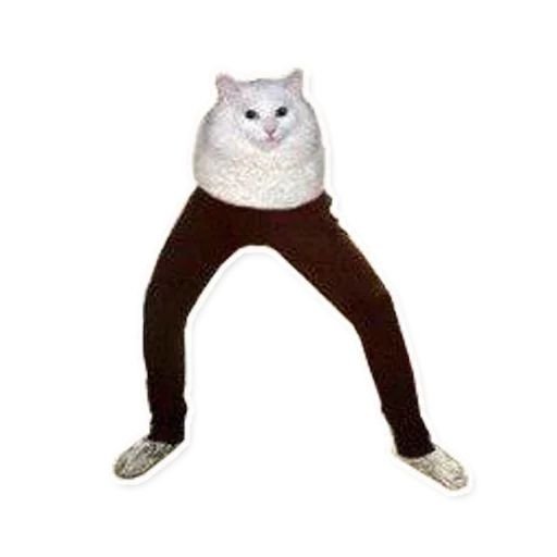 Коты мемы на прозрачном фоне